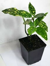 Aucuba variegata 'Crotonifolia' - Beautiful Plant In a 11cm Pot for sale  RAMSGATE