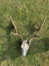 Fallow deer buck for sale  SPALDING