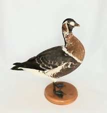 Taxidermy red breasted for sale  DARLINGTON