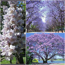 100 graines paulownia for sale  Shipping to Ireland