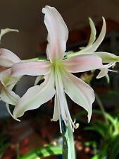 Hippeastrum torrone hybrid usato  Viterbo