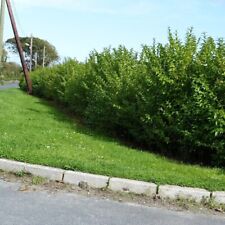 Green privet hedging for sale  NEWTOWNARDS