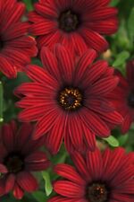 Osteospermum serenity red for sale  DUDLEY