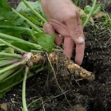 Horseradish plug plants for sale  BURTON-ON-TRENT