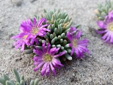 Delosperma sphalmanthoides rar for sale  Shipping to Ireland