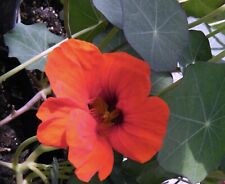 tobacco leaf for sale  Ireland