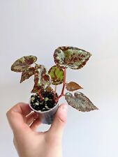 Begonia curtisii milkyway for sale  Shipping to Ireland