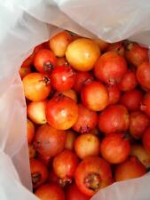 Strawberry guava azorean for sale  Shipping to Ireland