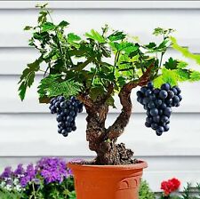 Pcs grape vine for sale  HARLOW