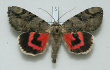 Erebidae - Catocala electa - Rosy Underwing - #5 - male for sale  Shipping to South Africa