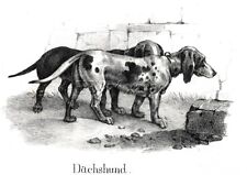 Dog dachshund teckel for sale  Lake Villa