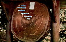 Vintage giant redwood for sale  USA