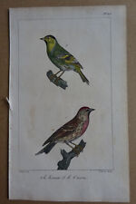 Gravure colorée oiseaux d'occasion  Brioude