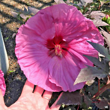 Usado, 30 PRATO DE JANTAR SEMENTES DE HIBISCO - Mosquitos de hibisco comprar usado  Enviando para Brazil