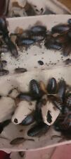 Dubia roaches colony for sale  BUCKINGHAM