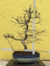 Joe bonsai acer for sale  Shipping to Ireland
