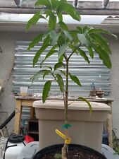 Mango angie grafted for sale  Palm Bay