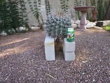 Barrel cactus arizona for sale  Tucson