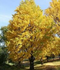 gingko tree 15 for sale  Mcminnville