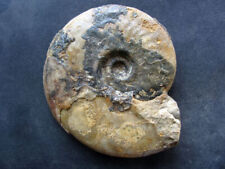 Leioceras ammonit dorset gebraucht kaufen  Salem