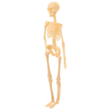 Skeleton model human for sale  Shipping to Ireland