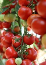 Honig tomaten immergrüner gebraucht kaufen  Kaiserslautern