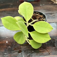 Hoya subquintuplinervis hangin for sale  Centralia