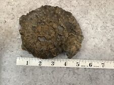 Large pyritised ammonite for sale  Shipping to Ireland