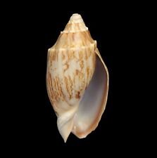 Volutidae sea shell for sale  READING