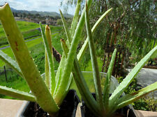 Large live aloe for sale  Antioch