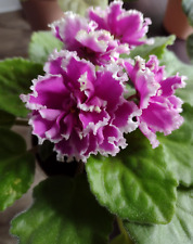 African violet malachite for sale  Acworth