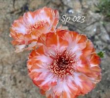Used, echinopsis lobivia "SP 023" hybrid astrophytum ariocarpus rare  for sale  Shipping to South Africa