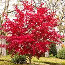 Acer palmatum atropurpureum gebraucht kaufen  Heinsberg