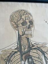 Large vintage anatomical for sale  SOUTHSEA