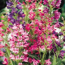 Penstemon cambridge mixed for sale  GAINSBOROUGH