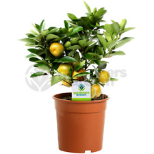 Citrus calamondin plant for sale  UK