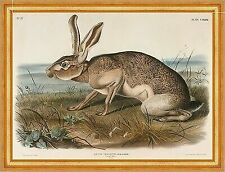 Texian hare lepus gebraucht kaufen  Grabenstätt