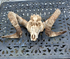 Rams head skull for sale  ISLE OF SOUTH UIST