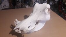 Crâne phacochère phacochoeru d'occasion  Lorient