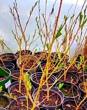 Flame willow cuttings for sale  NAIRN