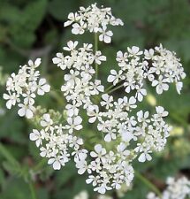Cow parsley anthriscus for sale  TENTERDEN