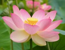 Samen lotus blüte gebraucht kaufen  Calw
