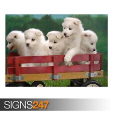 Wagonload samoyed puppies for sale  WESTCLIFF-ON-SEA