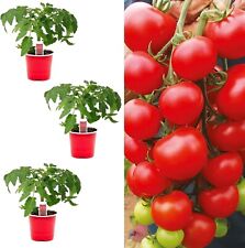 Tomato plants alicante for sale  GLASGOW