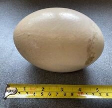 Rhea blown egg for sale  RUGBY