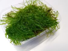 Christmas moss tray for sale  RUSHDEN