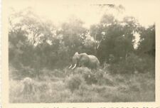Vintage elephant bush d'occasion  Expédié en Belgium