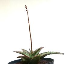 Used, Aloe ITALIAN cv "Marianna d’ Asti" 52 no variegated haworthia for sale  Shipping to South Africa