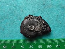Pyrite ammonite 36mm for sale  WEST BROMWICH
