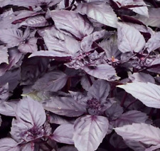 Basil purple aromatic for sale  WORKSOP